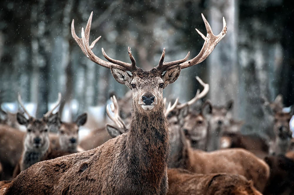 Red Deer Stag and Herd Wall Mural Wallpaper - Canvas Art Rocks - 1