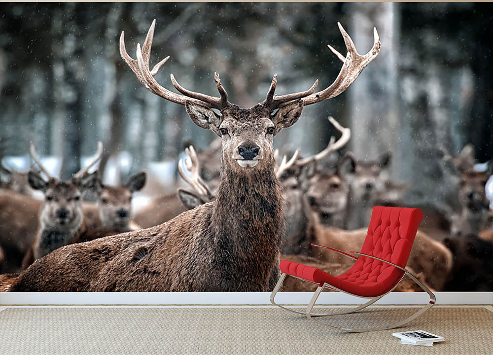 Red Deer Stag and Herd Wall Mural Wallpaper - Canvas Art Rocks - 2