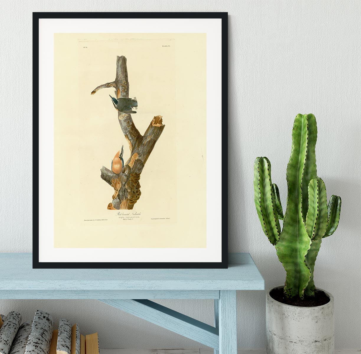 Red breasted Nuthatch by Audubon Framed Print - Canvas Art Rocks - 1