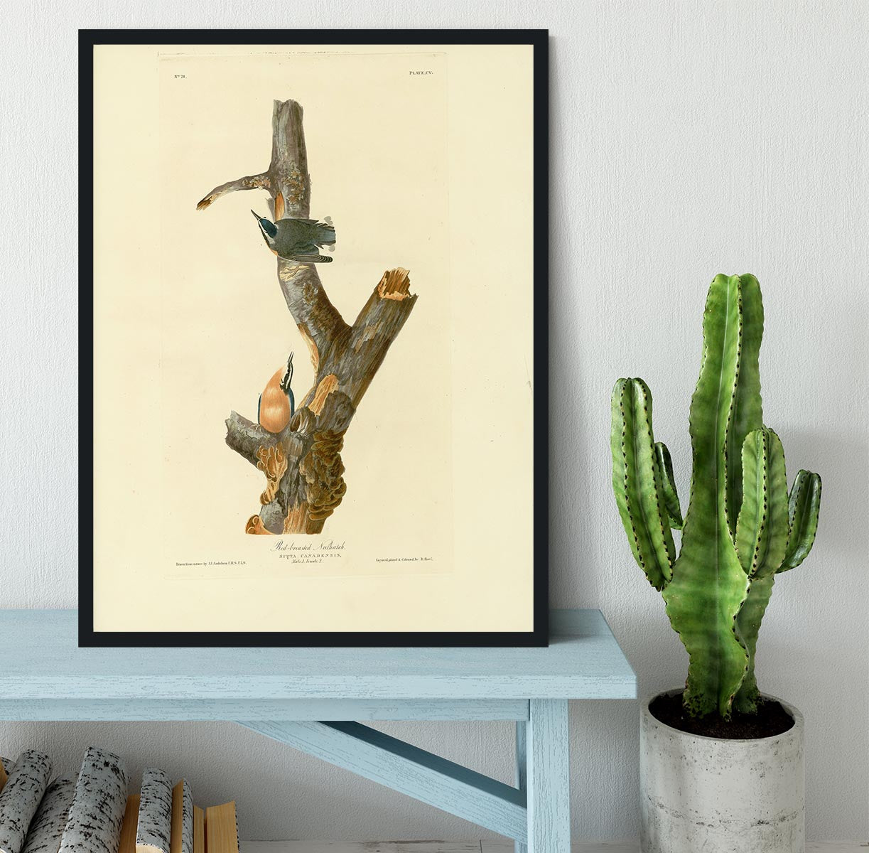 Red breasted Nuthatch by Audubon Framed Print - Canvas Art Rocks - 2
