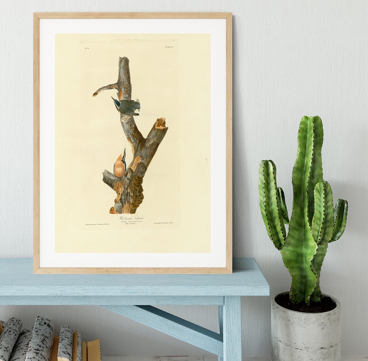 Red breasted Nuthatch by Audubon Framed Print - Canvas Art Rocks - 3