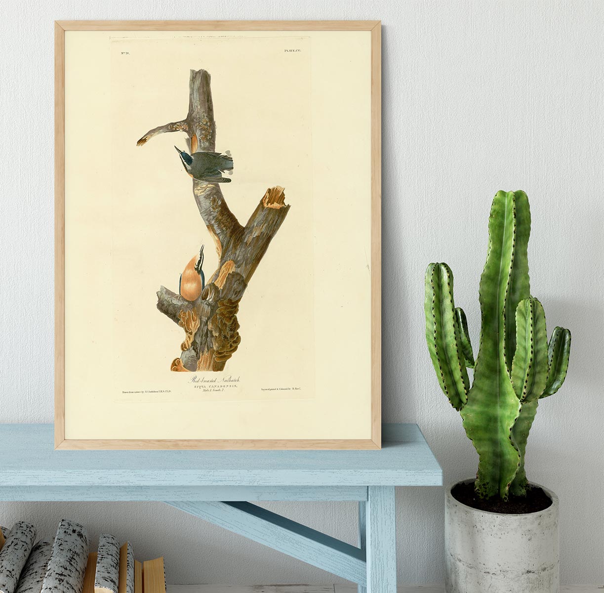 Red breasted Nuthatch by Audubon Framed Print - Canvas Art Rocks - 4