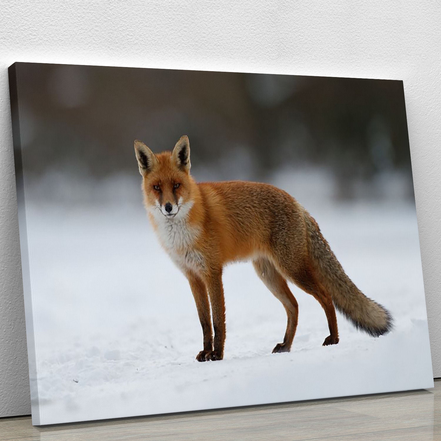 Red fox in the snow Canvas Print or Poster - Canvas Art Rocks - 1