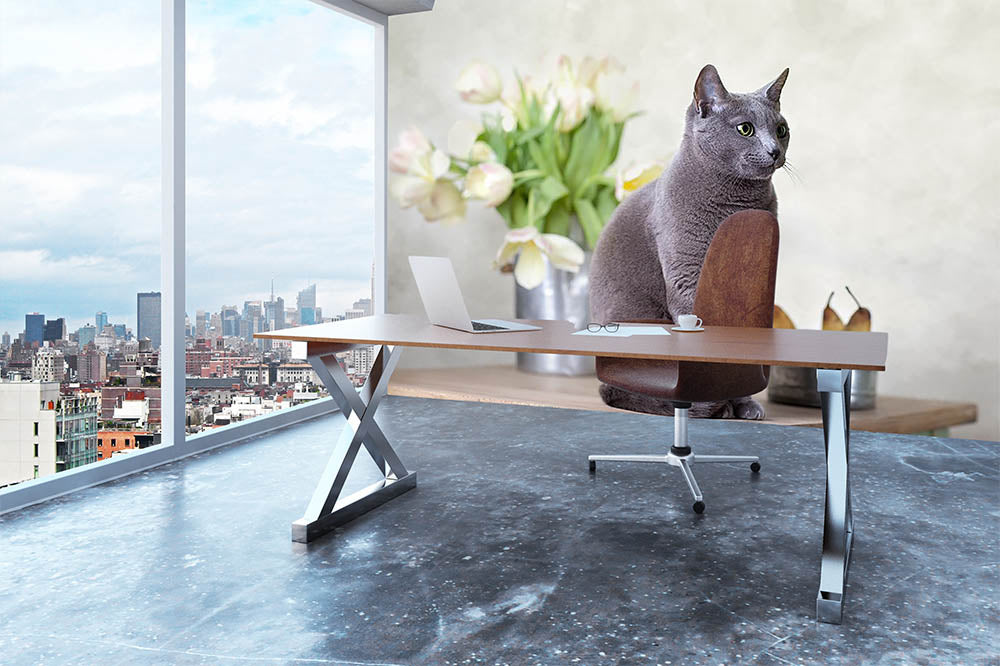 Russian Blue cat sitting on table with pears and tulips Wall Mural Wallpaper - Canvas Art Rocks - 3