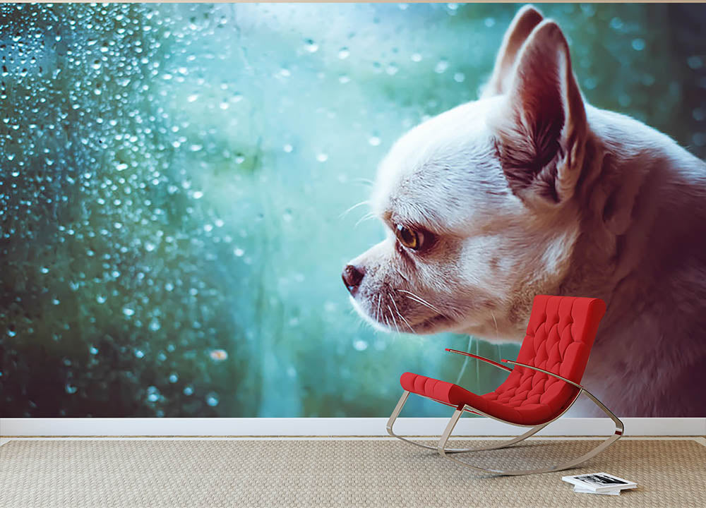 Sad Chihuahua dog Wall Mural Wallpaper - Canvas Art Rocks - 2