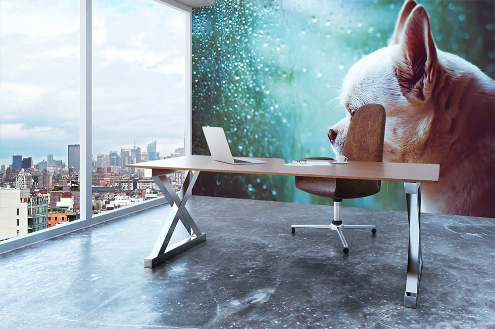 Sad Chihuahua dog Wall Mural Wallpaper - Canvas Art Rocks - 3