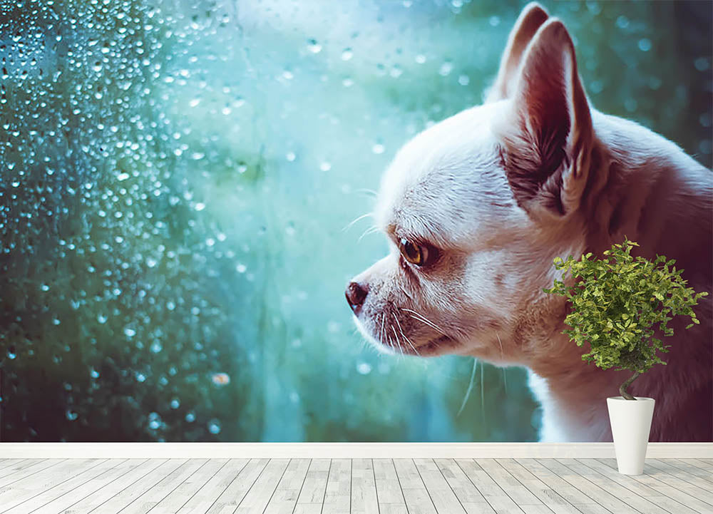 Sad Chihuahua dog Wall Mural Wallpaper - Canvas Art Rocks - 4
