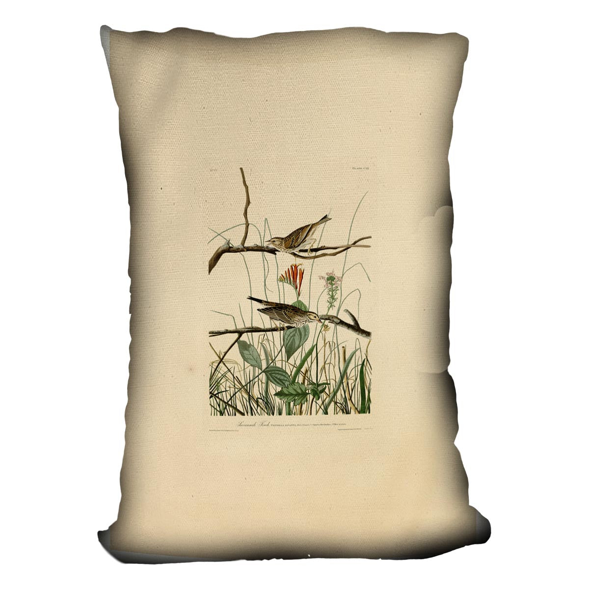 Savannah Finch by Audubon Cushion