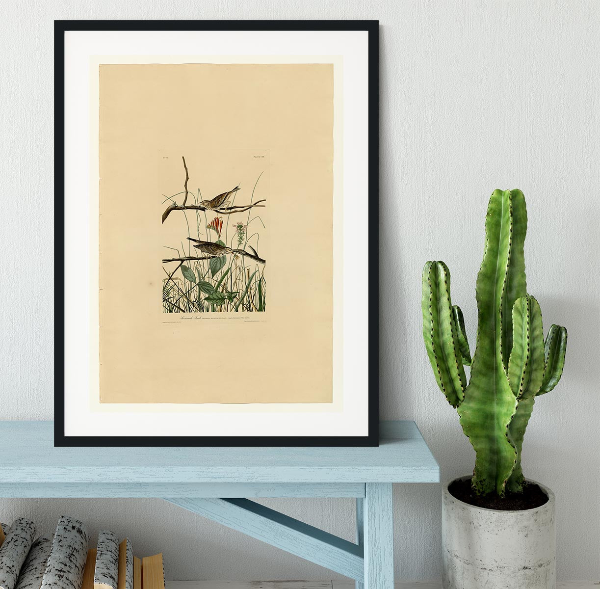 Savannah Finch by Audubon Framed Print - Canvas Art Rocks - 1