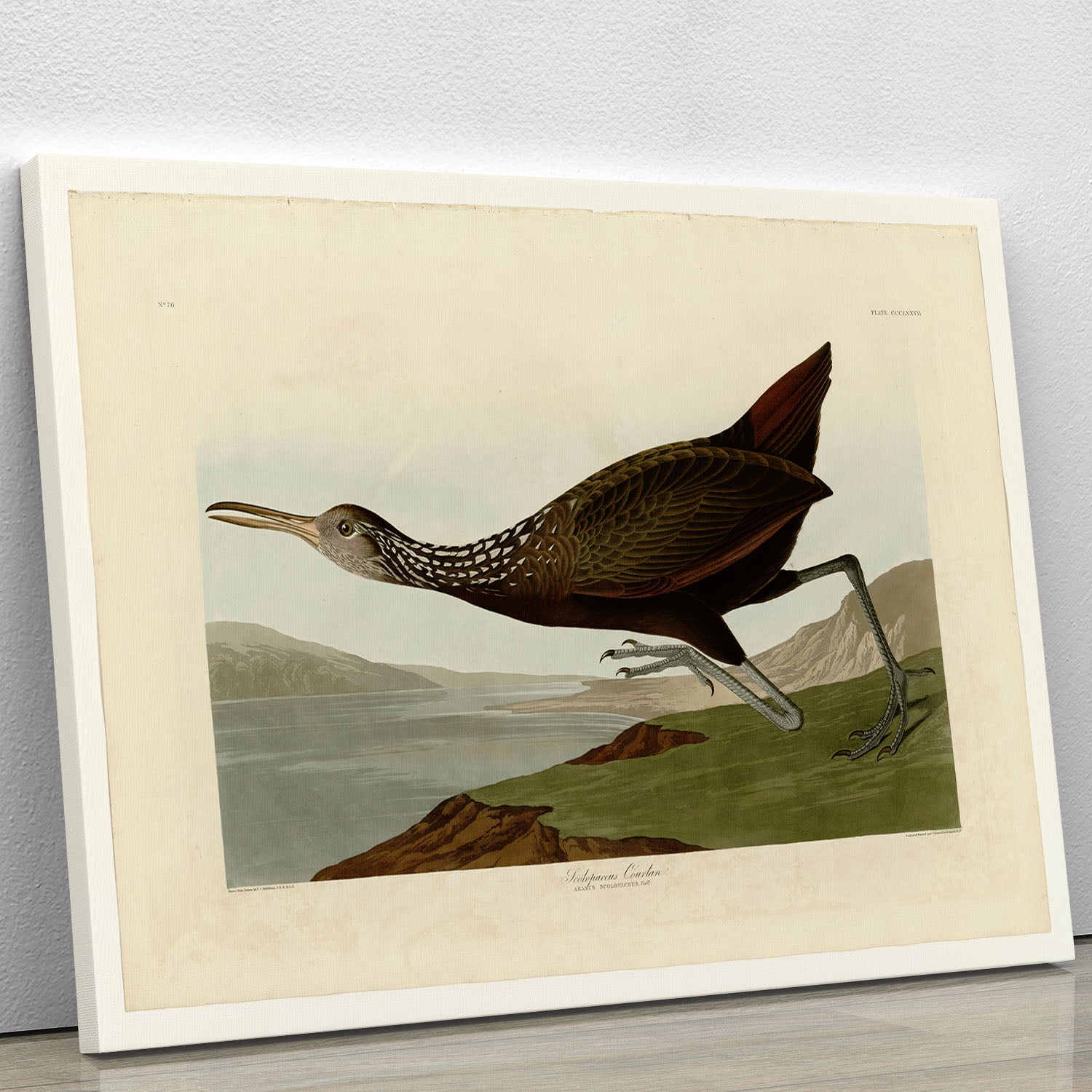 Scolopaceus Courlan by Audubon Canvas Print or Poster - Canvas Art Rocks - 1