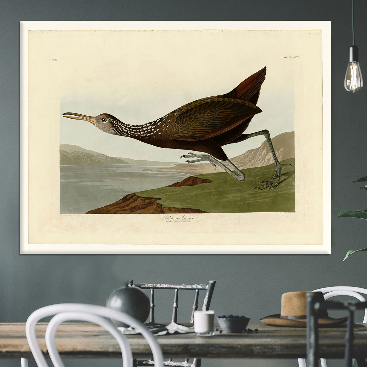 Scolopaceus Courlan by Audubon Canvas Print or Poster - Canvas Art Rocks - 3