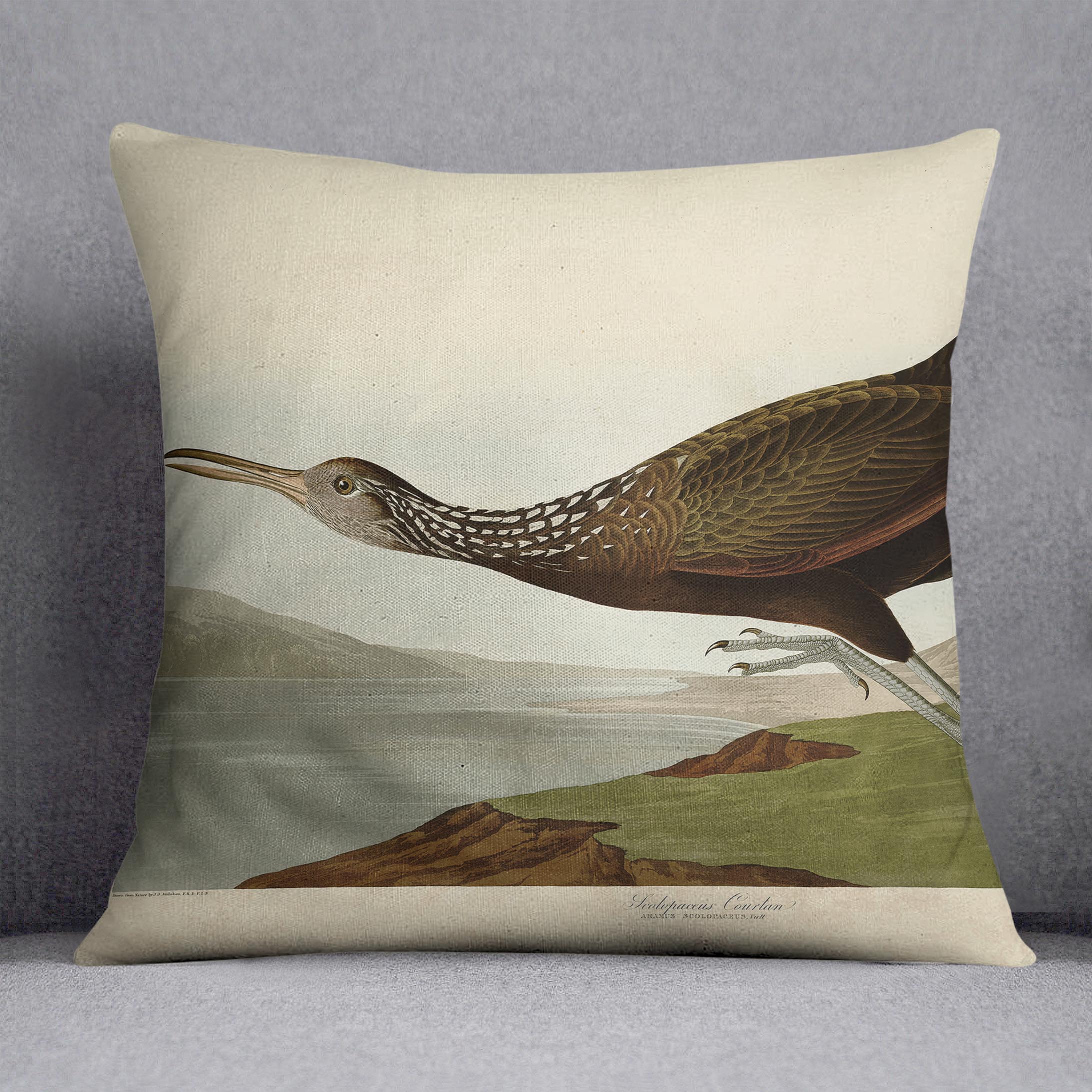 Scolopaceus Courlan by Audubon Cushion