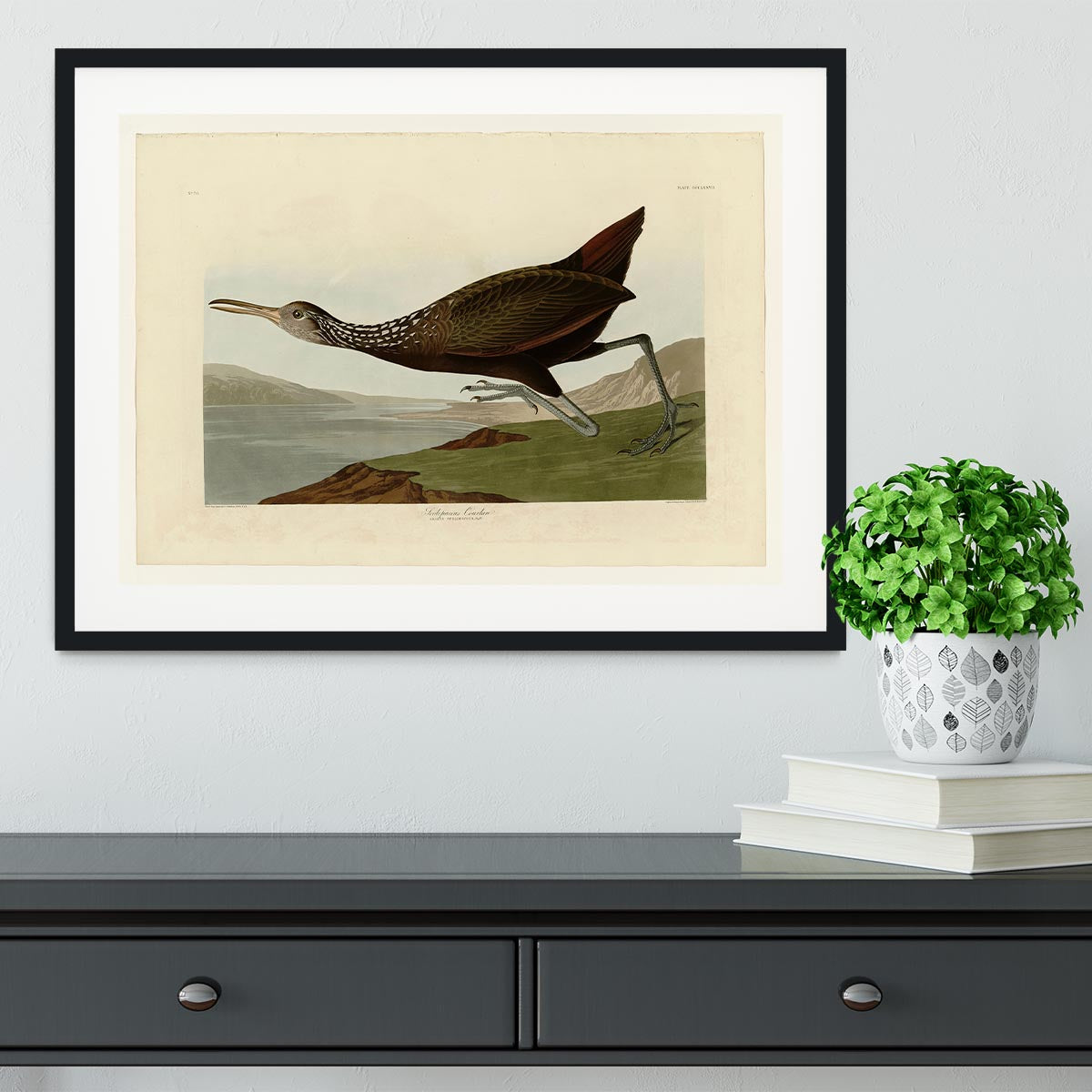 Scolopaceus Courlan by Audubon Framed Print - Canvas Art Rocks - 1