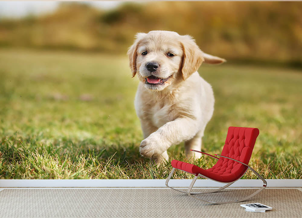 Seven week old golden retriever puppy Wall Mural Wallpaper - Canvas Art Rocks - 2