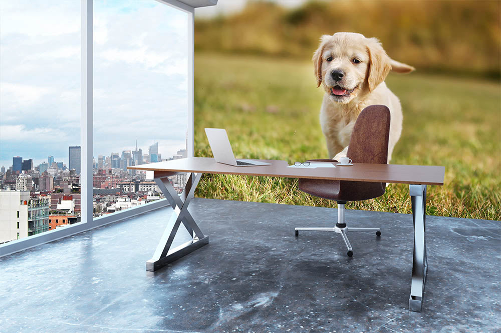 Seven week old golden retriever puppy Wall Mural Wallpaper - Canvas Art Rocks - 3