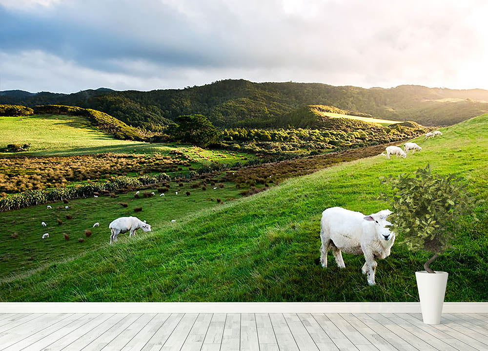 Sheep in farm in New Zealand Wall Mural Wallpaper - Canvas Art Rocks - 4