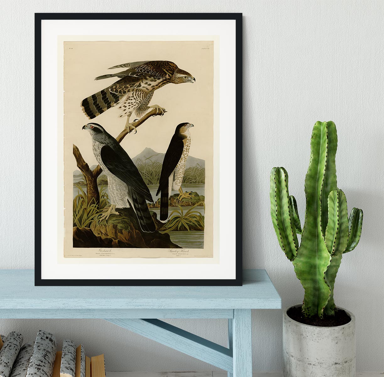 Stanley Hawk by Audubon Framed Print - Canvas Art Rocks - 1