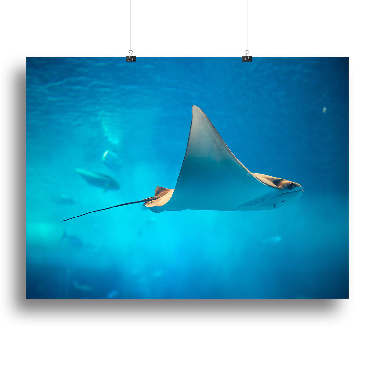 Stingray in the aquarium Canvas Print or Poster - Canvas Art Rocks - 2