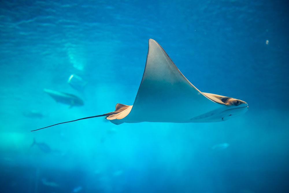 Stingray in the aquarium Wall Mural Wallpaper - Canvas Art Rocks - 1