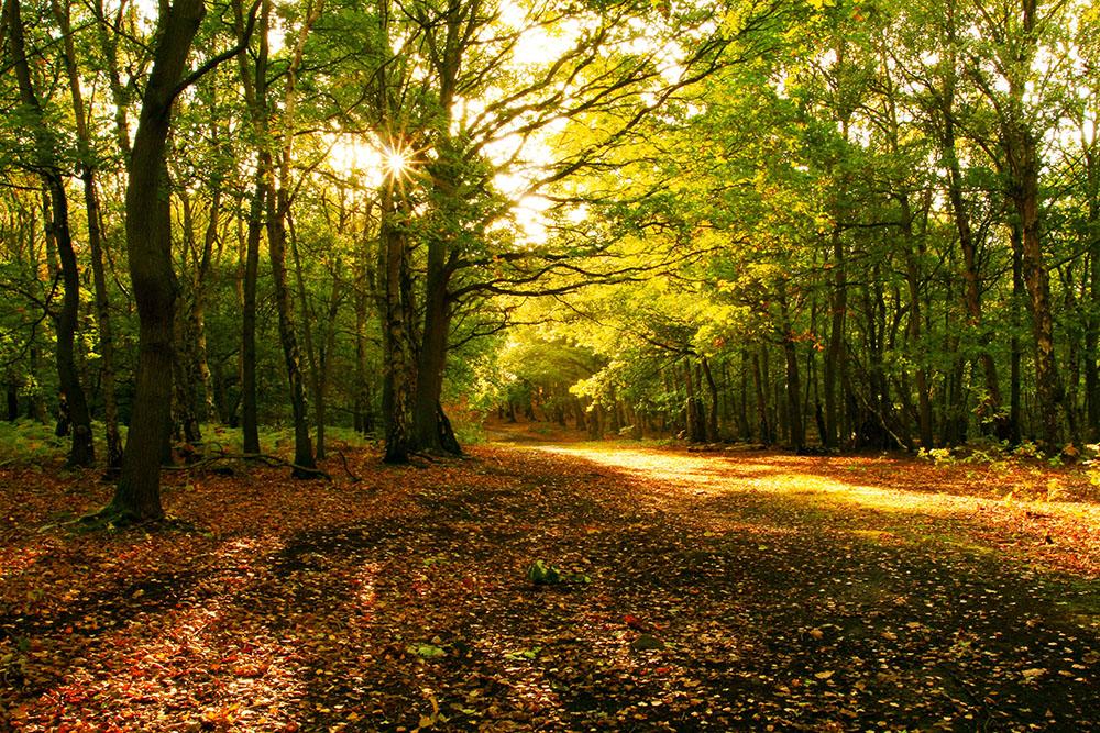 Sunlight through the autumn trees Wall Mural Wallpaper - Canvas Art Rocks - 1