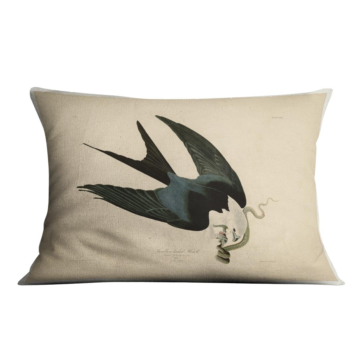 Swallow tailed Hawk by Audubon Cushion