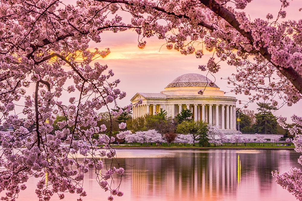 Tidal Basin and Jefferson Memorial cherry blossom season Wall Mural Wallpaper - Canvas Art Rocks - 1