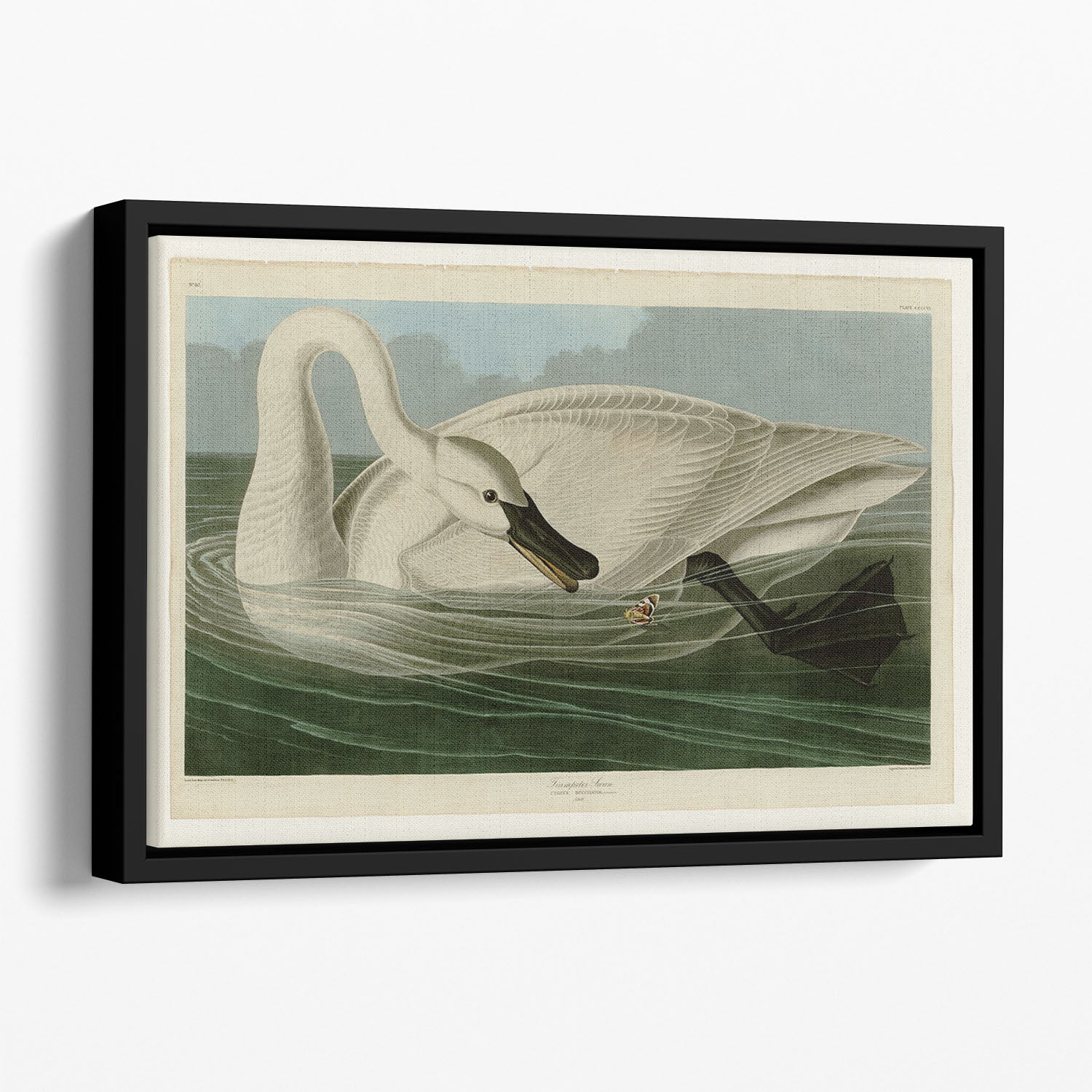 Trumpeter Swan by Audubon Floating Framed Canvas