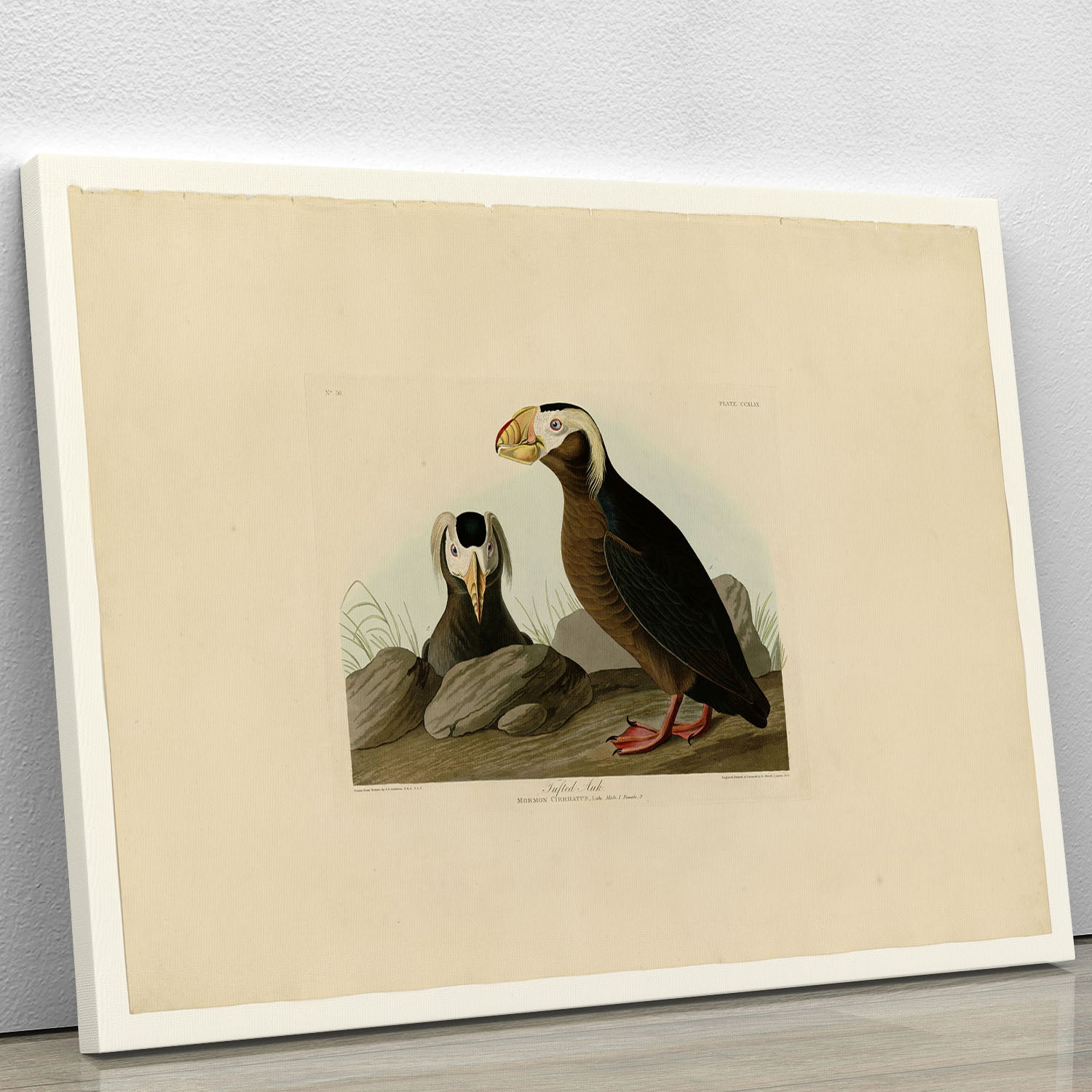 Tufted Auk by Audubon Canvas Print or Poster - Canvas Art Rocks - 1