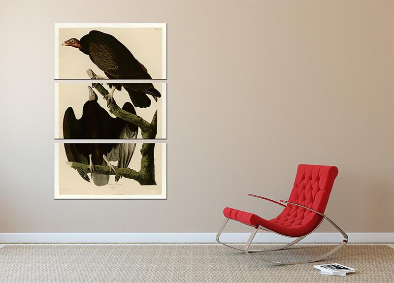 Turkey Buzzard by Audubon 3 Split Panel Canvas Print - Canvas Art Rocks - 2