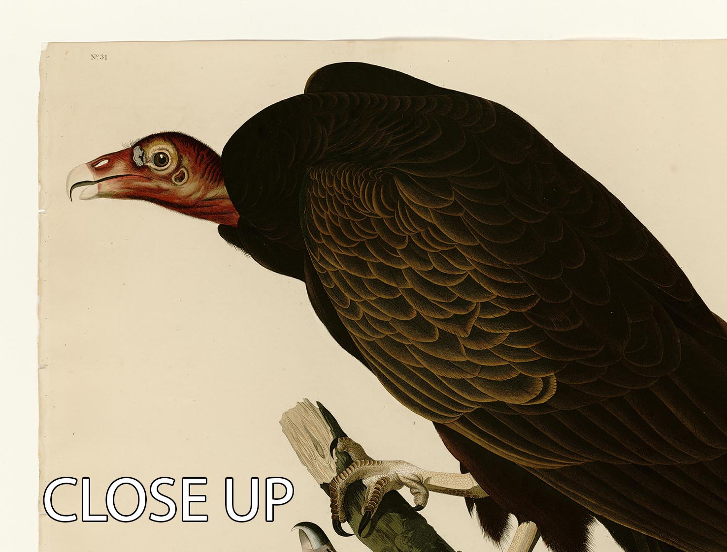 Turkey Buzzard by Audubon 3 Split Panel Canvas Print - Canvas Art Rocks - 3