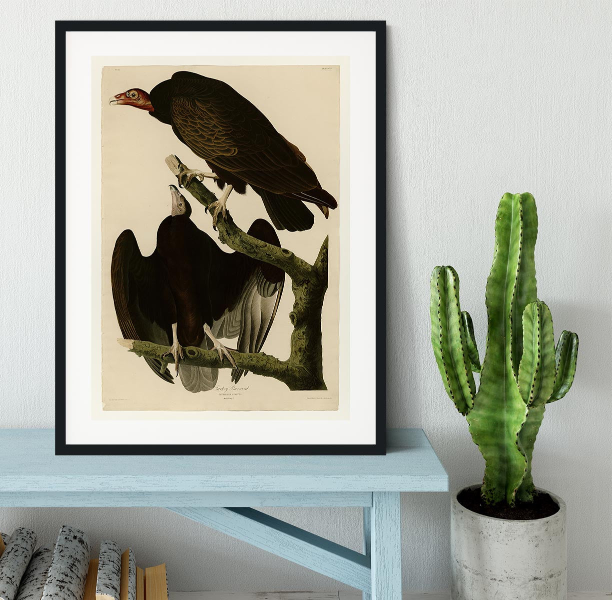 Turkey Buzzard by Audubon Framed Print - Canvas Art Rocks - 1