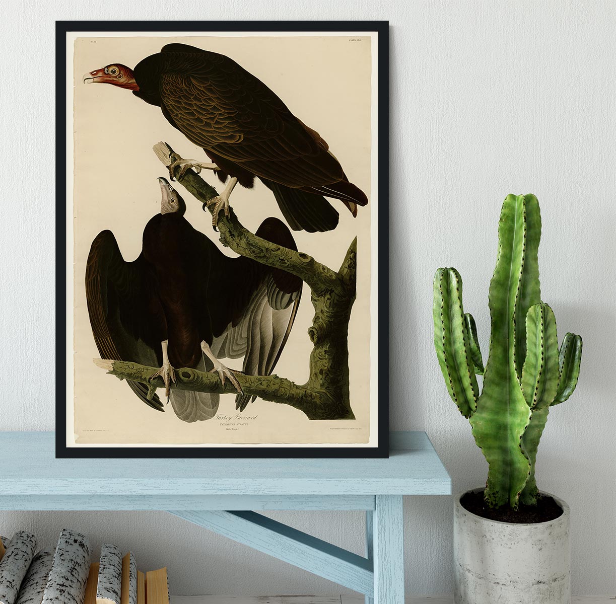 Turkey Buzzard by Audubon Framed Print - Canvas Art Rocks - 2