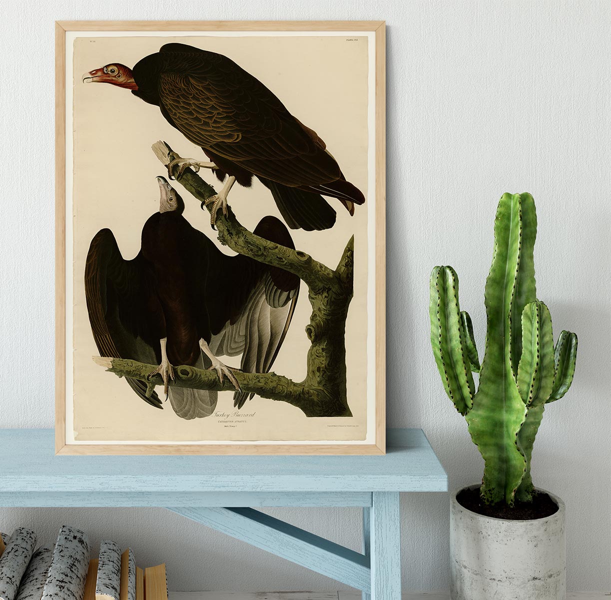 Turkey Buzzard by Audubon Framed Print - Canvas Art Rocks - 4