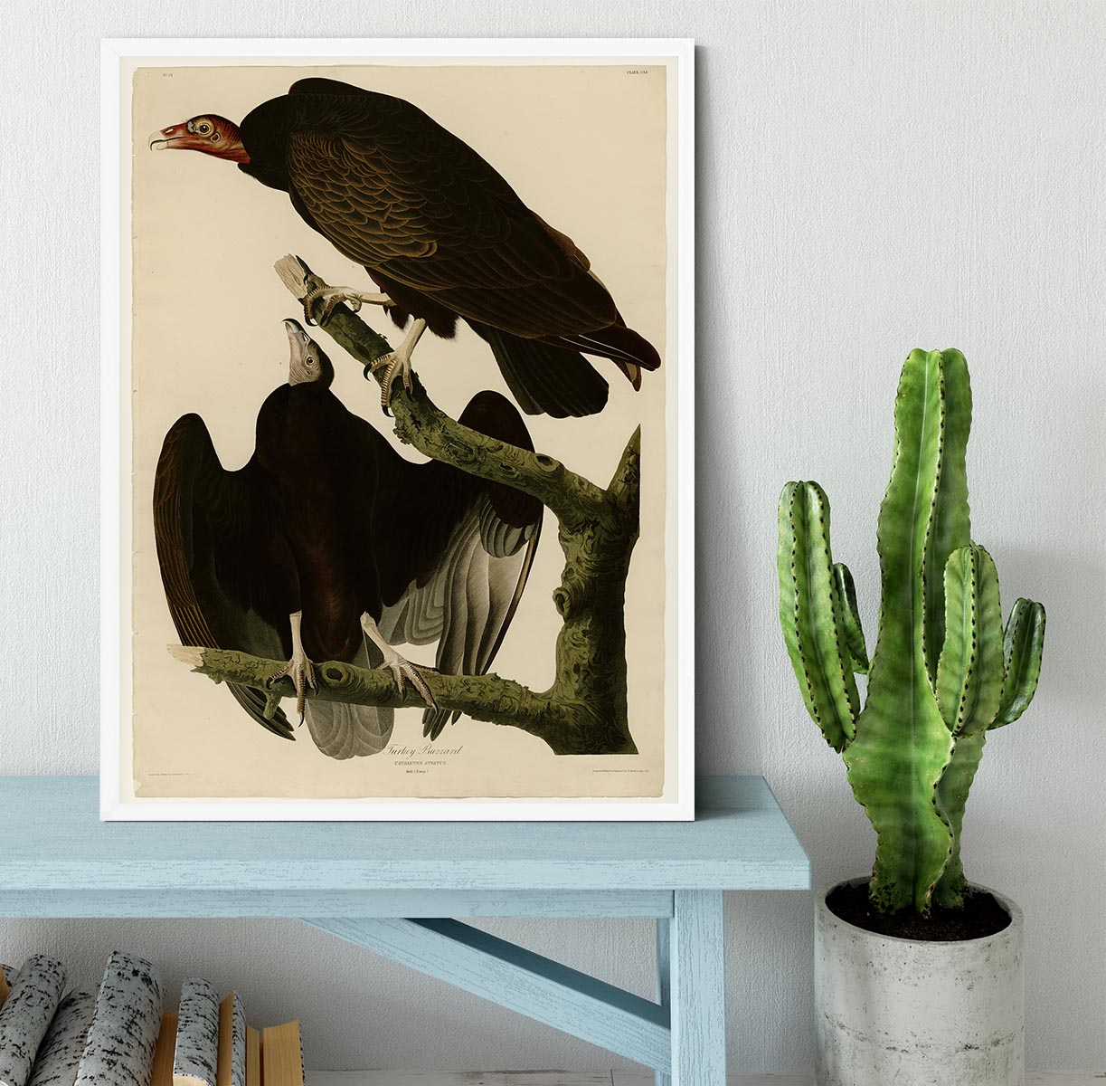 Turkey Buzzard by Audubon Framed Print - Canvas Art Rocks -6