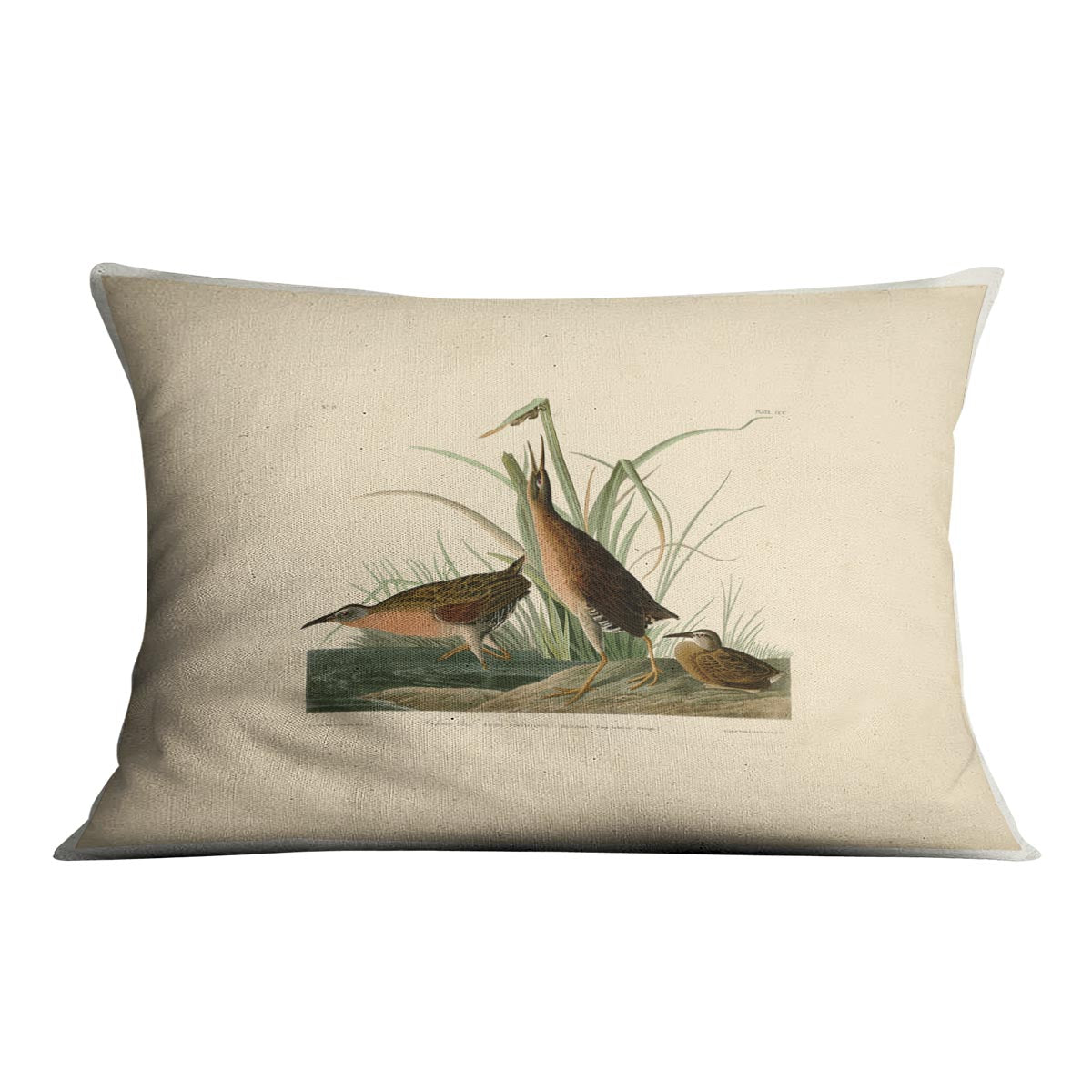 Virginia Rail by Audubon Cushion
