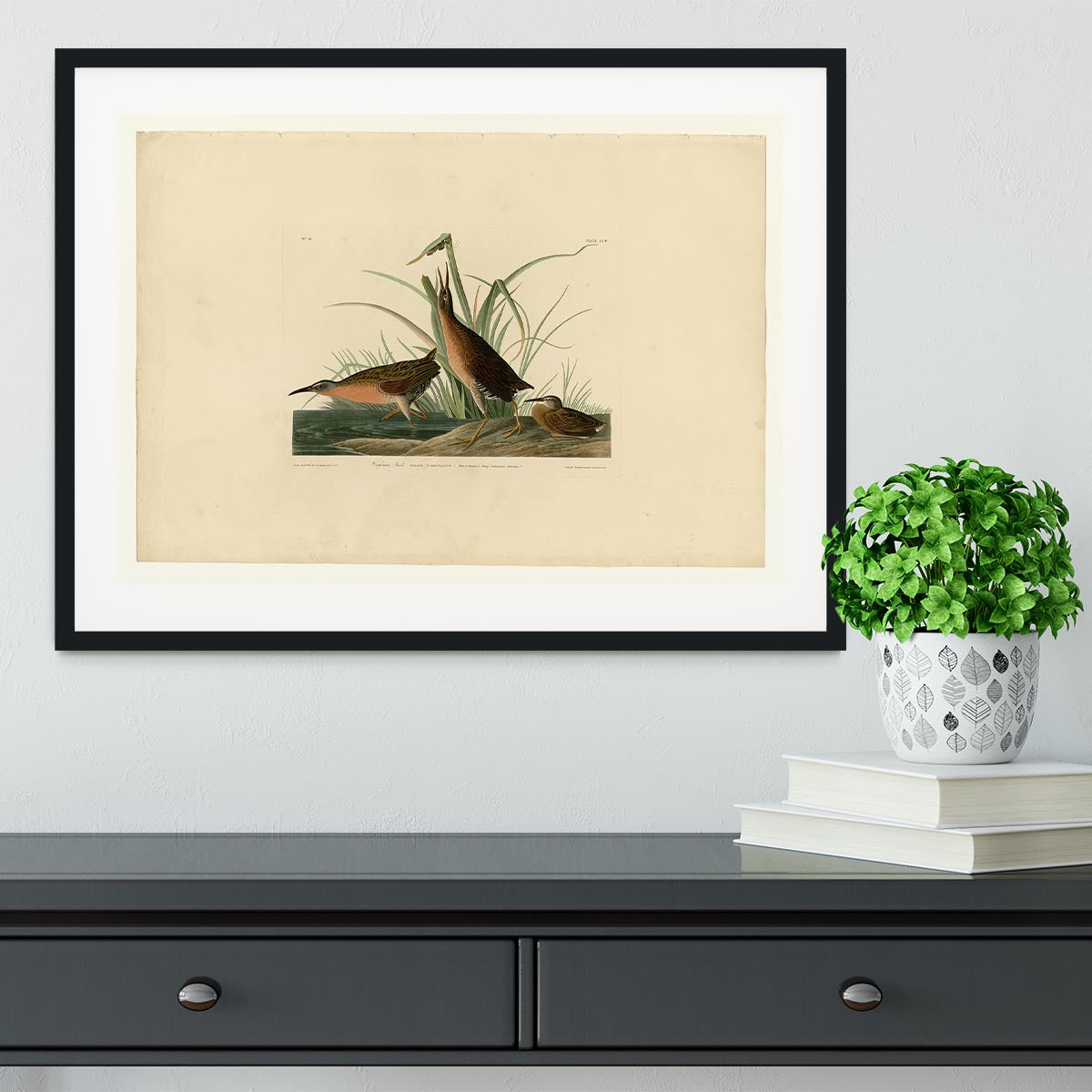 Virginia Rail by Audubon Framed Print - Canvas Art Rocks - 1