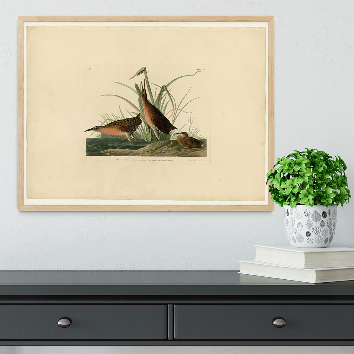Virginia Rail by Audubon Framed Print - Canvas Art Rocks - 4