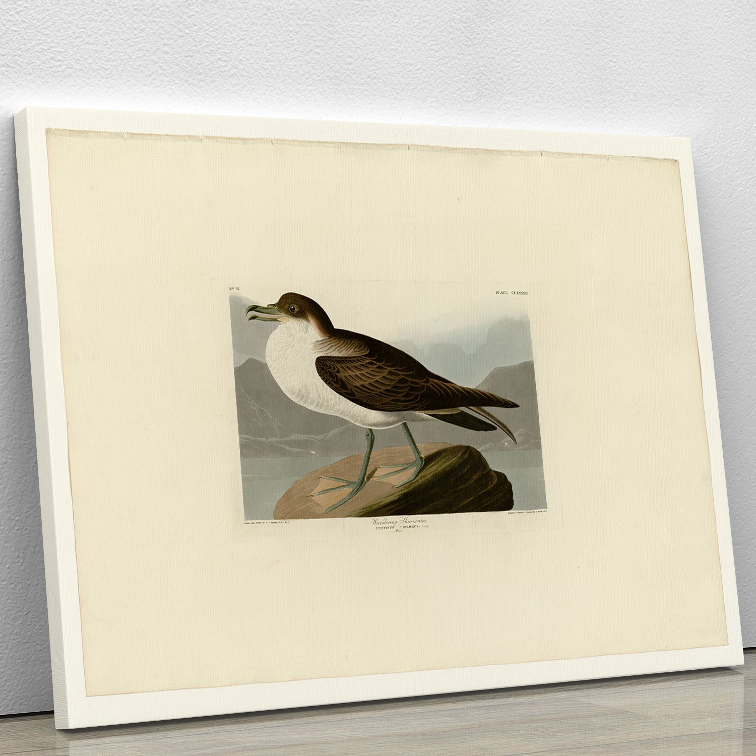Wandering Shearwater by Audubon Canvas Print or Poster - Canvas Art Rocks - 1