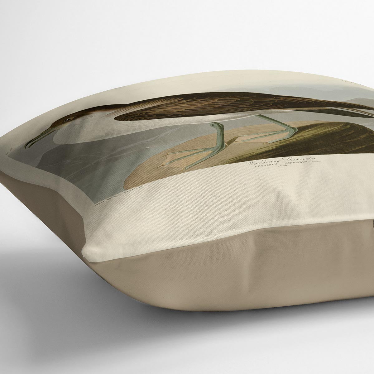Wandering Shearwater by Audubon Cushion