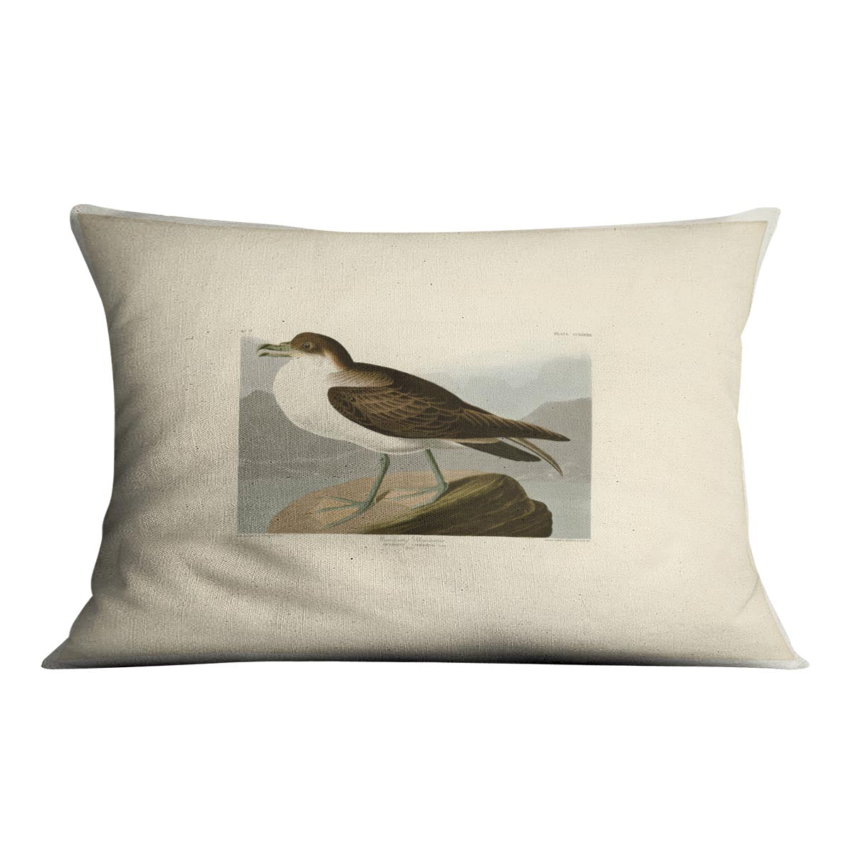 Wandering Shearwater by Audubon Cushion