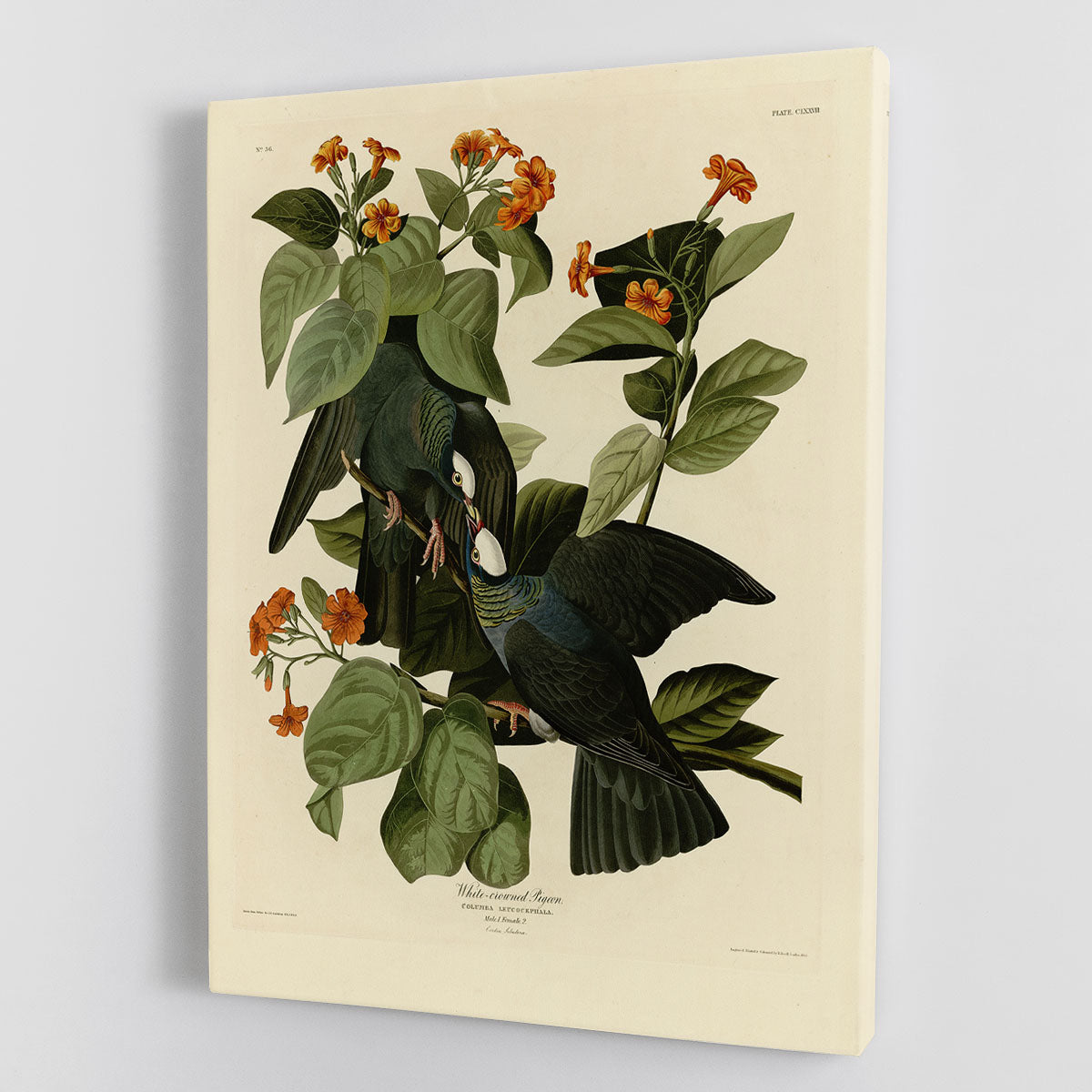 White crowned Pigeon by Audubon Canvas Print or Poster - Canvas Art Rocks - 1