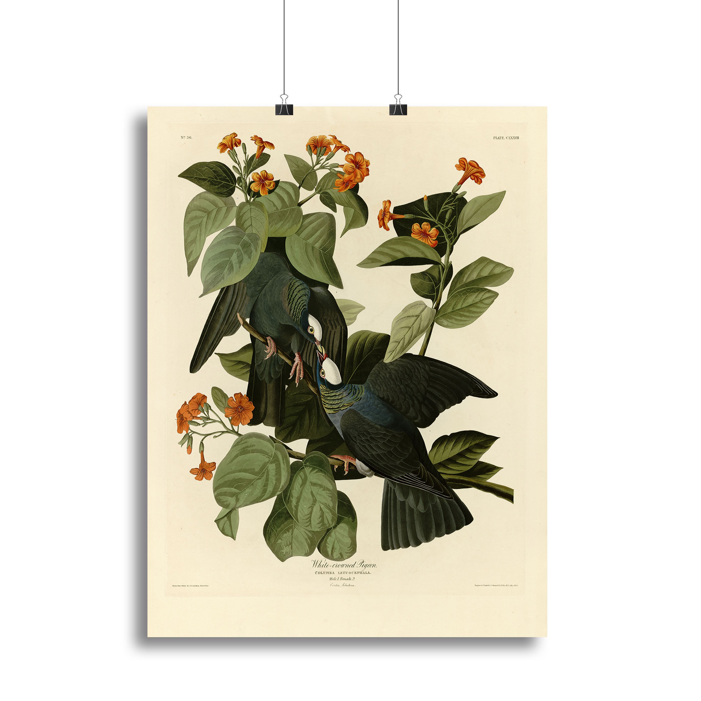 White crowned Pigeon by Audubon Canvas Print or Poster - Canvas Art Rocks - 2