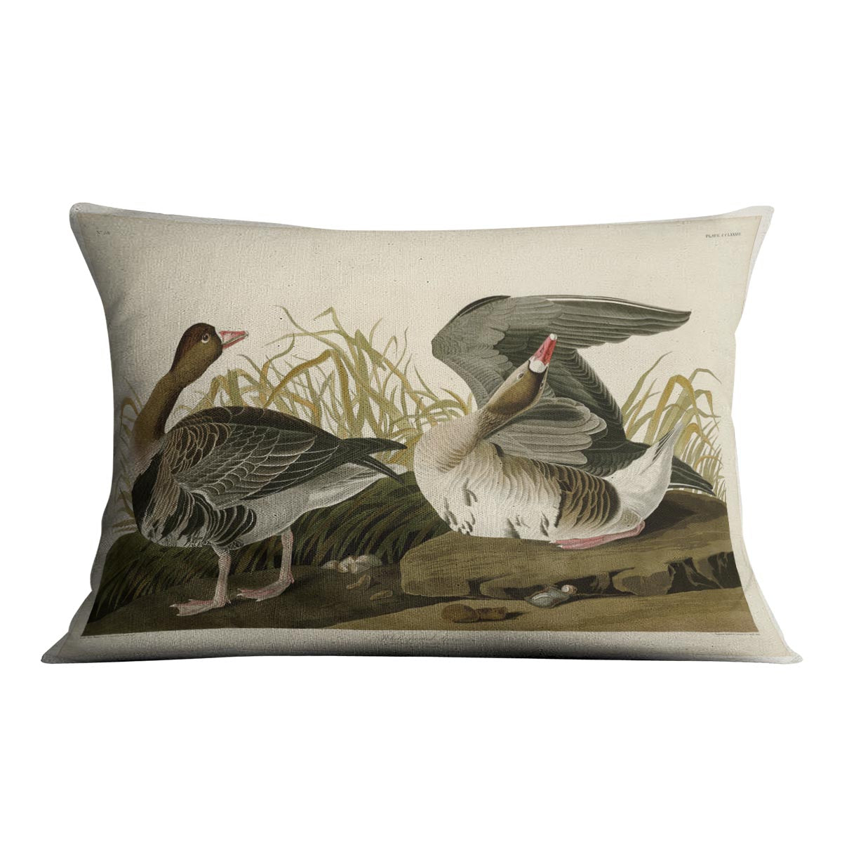 White fronted Goose by Audubon Cushion