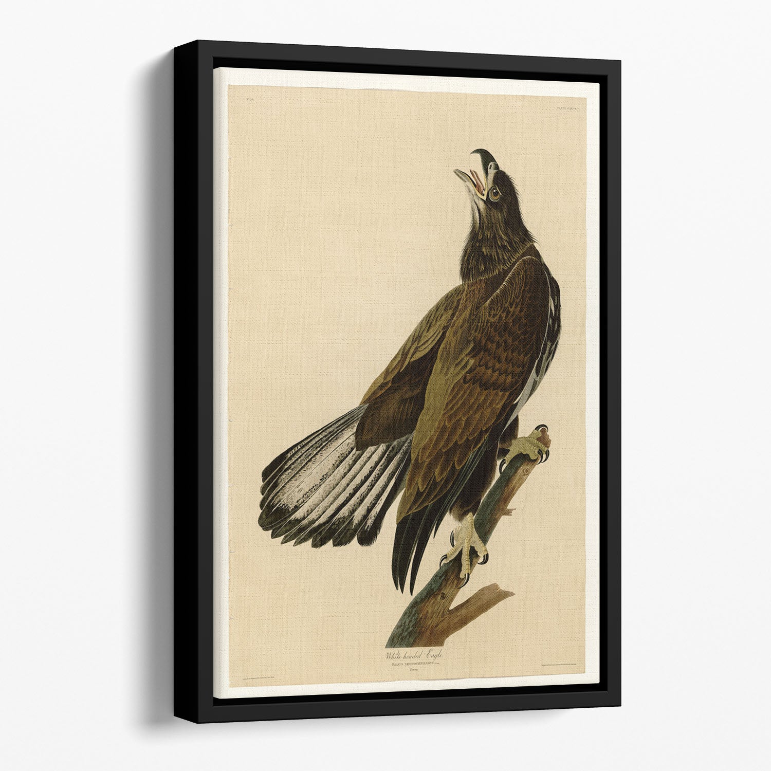 White headed Eagle 2 by Audubon Floating Framed Canvas
