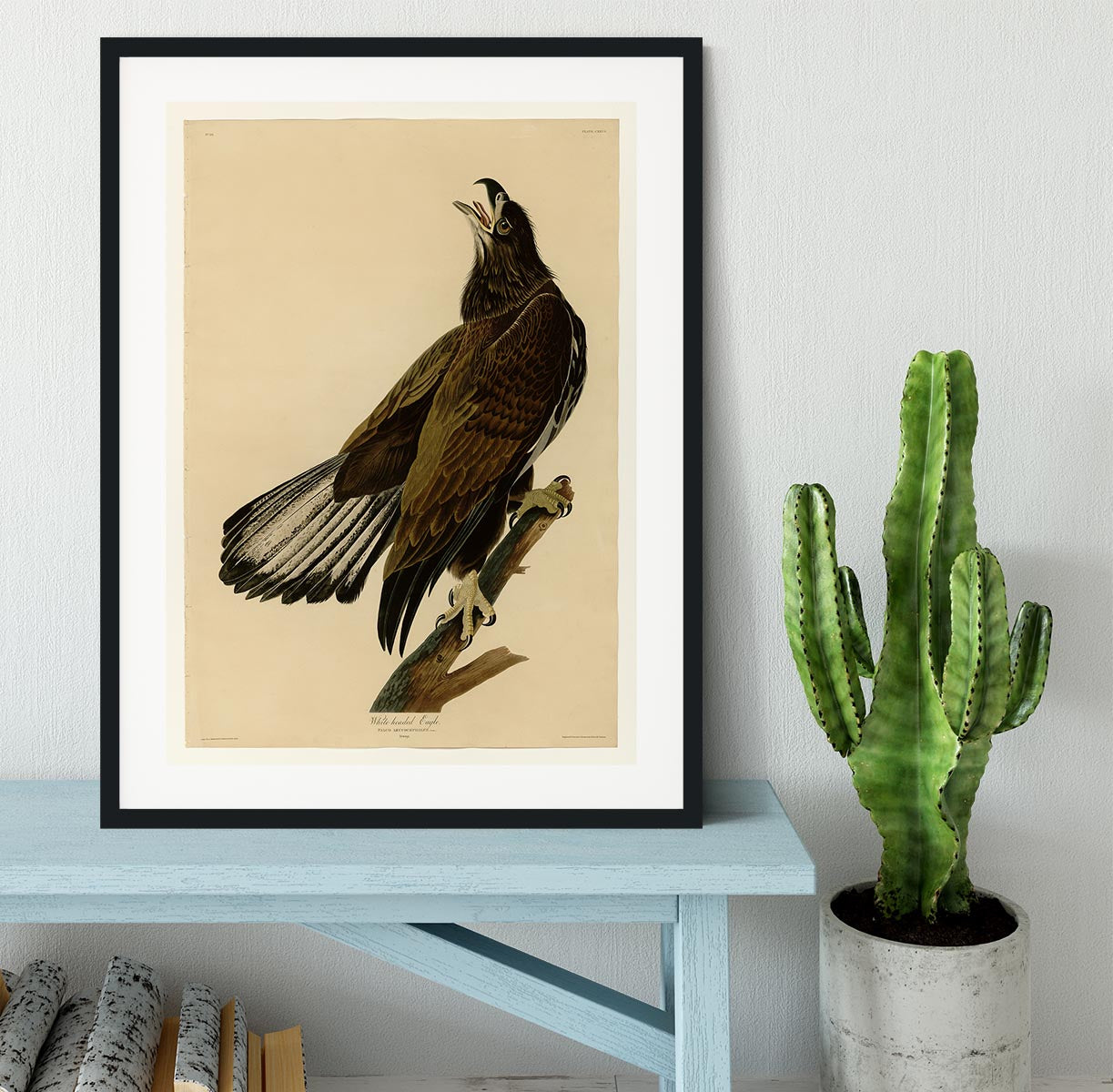 White headed Eagle 2 by Audubon Framed Print - Canvas Art Rocks - 1