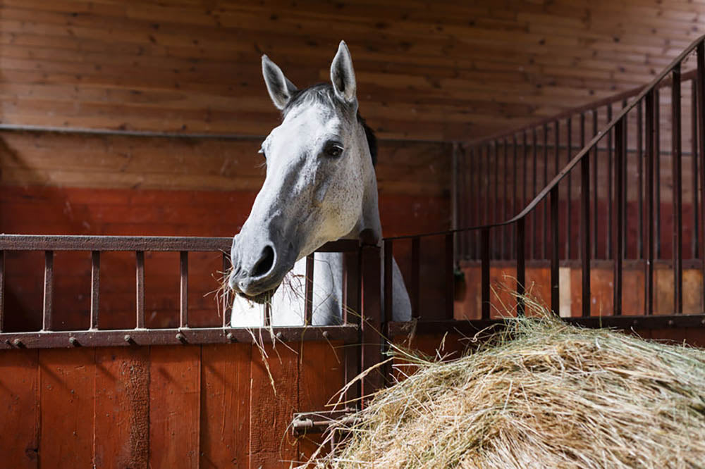 White horse eating hay in the stable Wall Mural Wallpaper - Canvas Art Rocks - 1