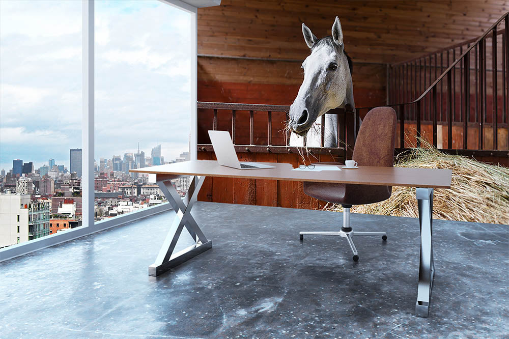 White horse eating hay in the stable Wall Mural Wallpaper - Canvas Art Rocks - 3