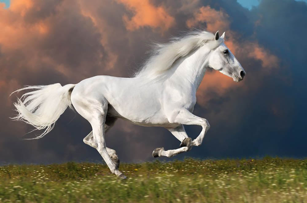 White horse runs gallop on the dark sky Wall Mural Wallpaper - Canvas Art Rocks - 1