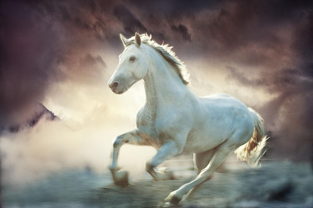 White running horse Wall Mural Wallpaper - Canvas Art Rocks - 1