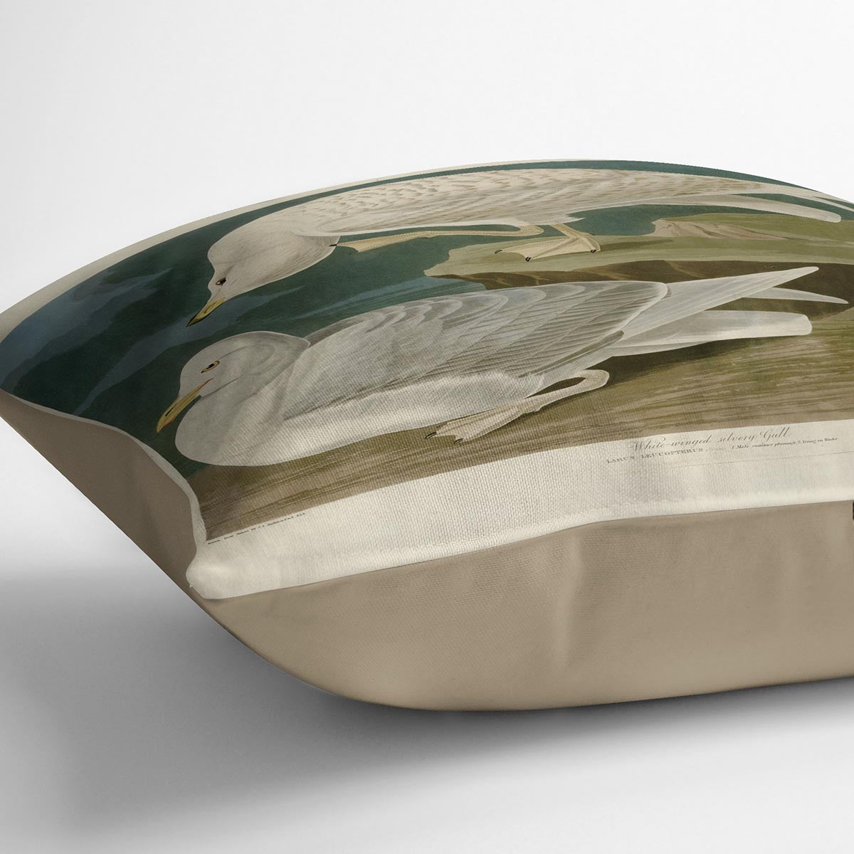 White winged silvery Gull by Audubon Cushion